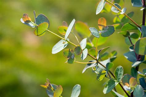 Eucalyptus Gunnii Bild Kaufen 14046964 Gartenbildagentur Friedrich