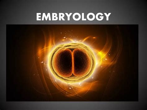 Ppt Embryology Powerpoint Presentation Free Download Id9544936