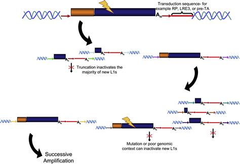 LINE 1 Retrotransposition Activity In Human Genomes Cell