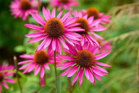 11 Top Heat Loving Perennials For Zone 11