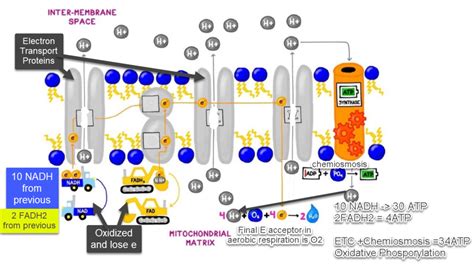 Ch7 - ETC/Chemiosmosis Diagram | Quizlet