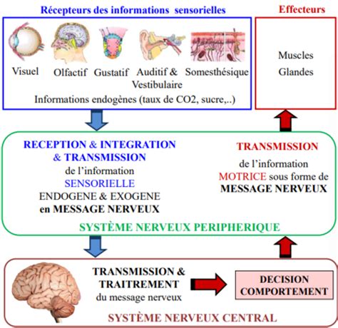 subdivision du système nerveux cellules du système nerveux Cartes