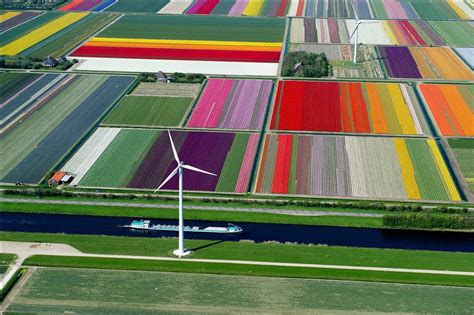 A Majestic Tulip Farm in Netherlands : pics