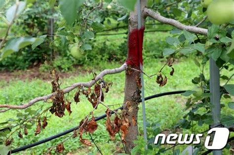 과수화상병 경기 이천 배 과수원 2곳 확진 방역 당국 비상 파이낸셜뉴스