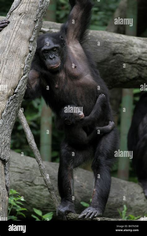 Bonobo baby Pygmy Chimpanzee chimp cincinnati zoo Stock Photo - Alamy