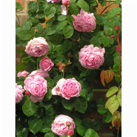 Buy Constance Spry Rose | From Trevor White Roses