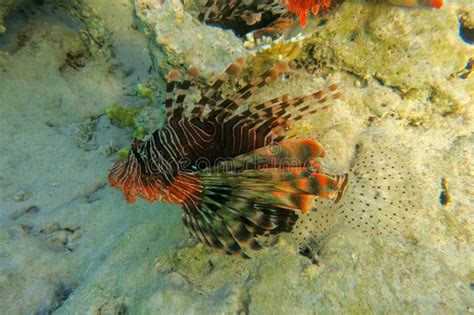 Red Lionfish Beautiful But Destructive Fish In The Red Sea Pterois Is