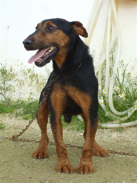Amigo del Jagd Terrier. Valencia de alcantara: Machos Jagd Terrier