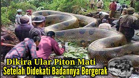 Kaget Dikira Ular Piton Mati Setelah Didekati Tiba2 Bergerak Semua