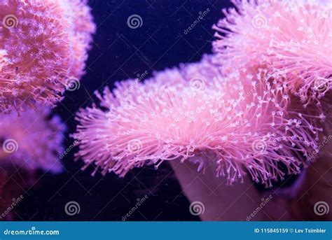 At Coral World Underwater Observatory in Eilat Stock Image - Image of ...