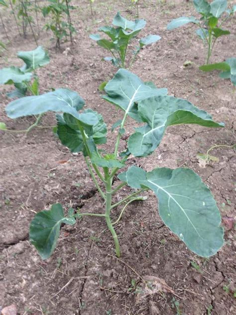 Broccoli Plant Stages