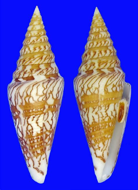 Conus Excelsus Conidae Specimen Sea Shell Picture Ts153787 Philippines