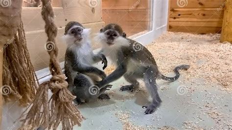 Two Funny Monkeys Playing and Having Fun in Zoo Behind the Glass ...