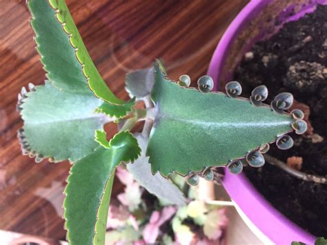 Каланхоэ - фото и картинки: 68 штук