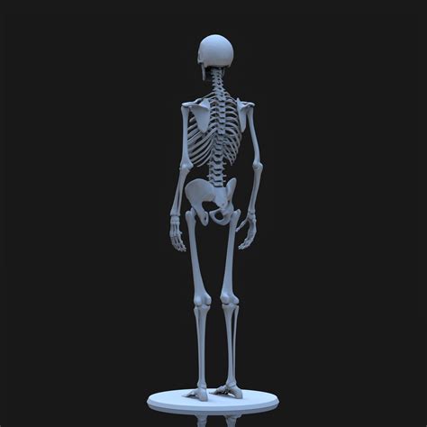 ArtStation - Human Skeleton - 3d printing | Resources