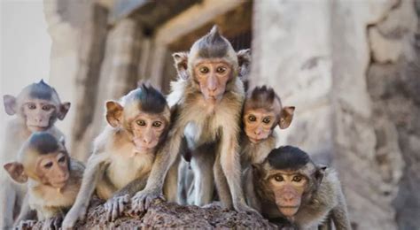 50 Fascinating Monkey Facts That Will Leave You “Ape-solutely” Amazed ...