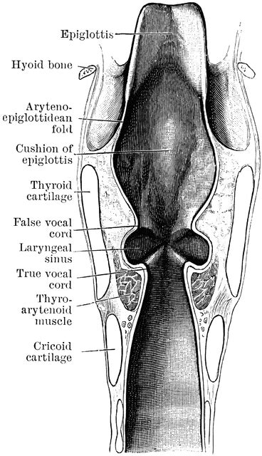 Coronal Section Through Larynx Clipart Etc