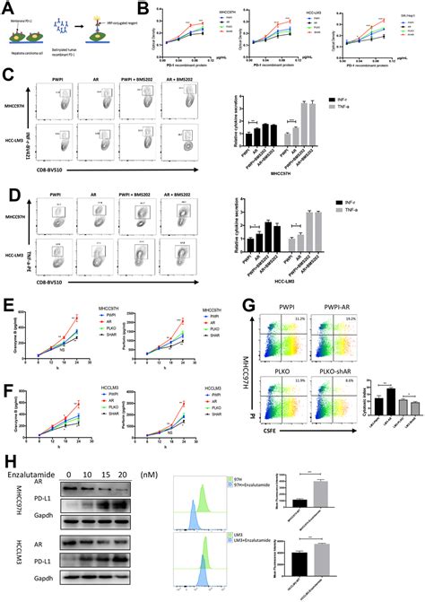 Androgen Receptor Affects The Response To Immune Checkpoint Therapy By