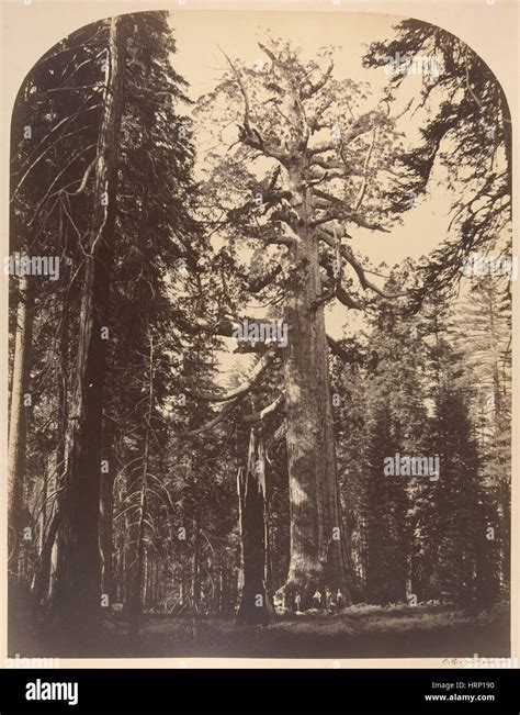 Grizzly Giant Sequoia Tree, Yosemite, 1861 Stock Photo - Alamy