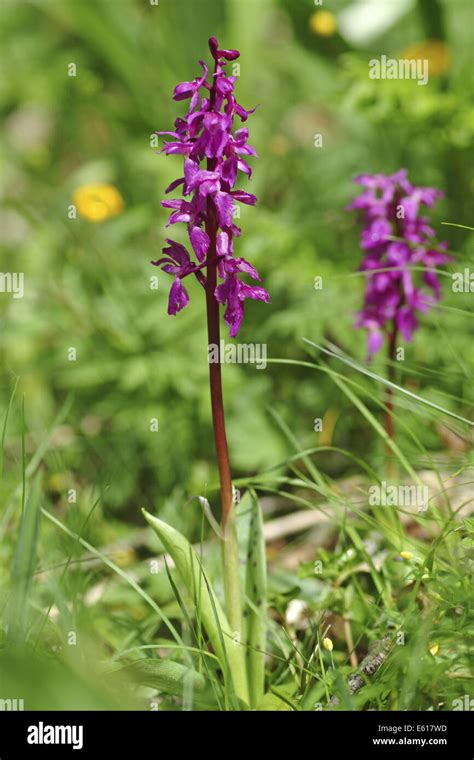 Early Purple Orchid Orchis Mascula Stock Photo Alamy