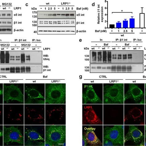 LRP1 Regulates Surface Levels And Intracellular Trafficking Of