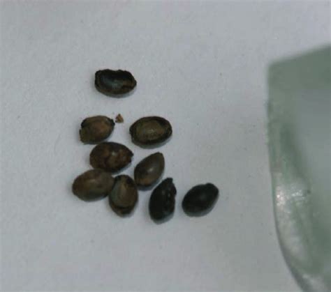 Seeds Of Scythian Cannabis From Pazyryk Siberia Russia Photo E B