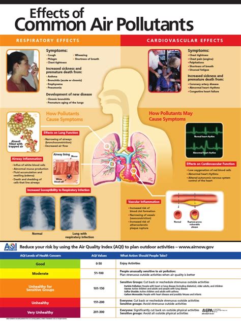 Effects Of: Common Air Pollutants | PDF | Respiratory Tract | Air Pollution