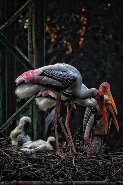 Familia De Aves Comunes Foto Premium