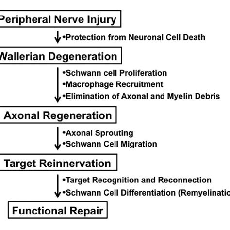 The Process Of Peripheral Nerve Regeneration After Injury Download