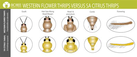 Western Flower Thrips Vs South Africa Citrus Thrips Biobee South Africa