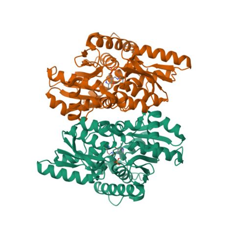 RCSB PDB 7YSK Crystal Structure Of D Cysteine Desulfhydrase From