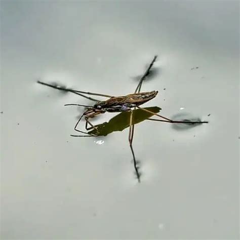 List of Common Aquatic Pond Insects (Pictures & Identification) - Pond ...