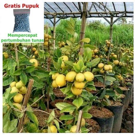 Jual Tanaman Buah Jeruk Lemon California 40 70 Cm 25g Npk Di Lapak