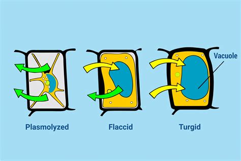 What Does Turgid Mean In Biology Tel Gurus Biology Questions