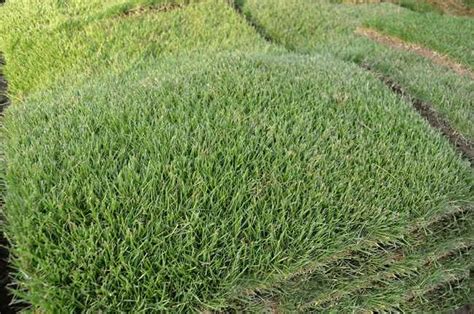 Growing And Maintaining Zoysia Grass In Texas A Comprehensive Guide