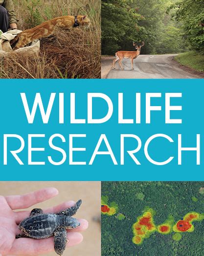 CSIRO PUBLISHING Wildlife Research