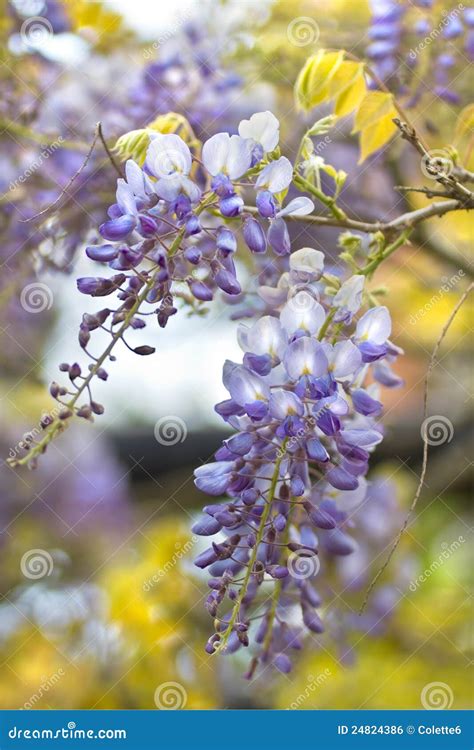 Chinese Wisteria Or Wisteria Sinensis Stock Photo Image Of Flora