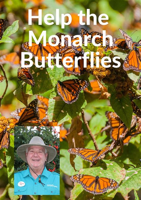 Monarch Butterflies Are Disappearing. - The Daily Cuppa - Medium