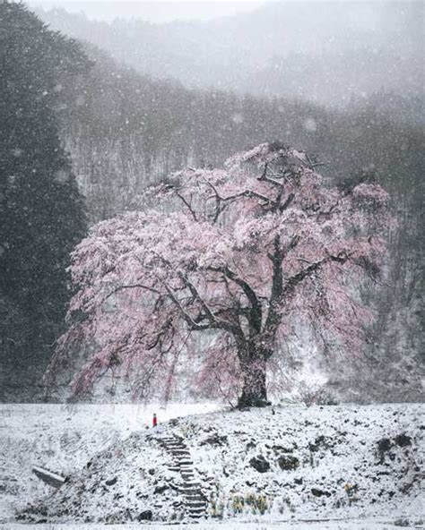 「この世のものとは思えない」 雪景色に浮かぶ 満開のしだれ桜”が神秘的だと話題に（12 ページ） ねとらぼ