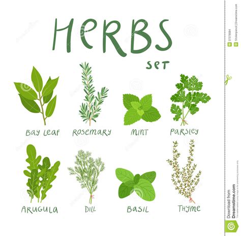 Herbs Stock Vector Illustration Of Culinary Vegetarian