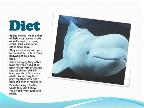 PPT - Beluga Whale Migration PowerPoint Presentation, free download ...