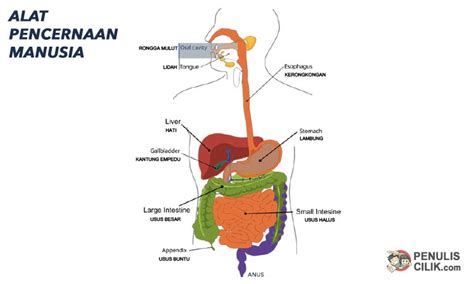 Sistem Pencernaan Manusia Dan Fungsinya