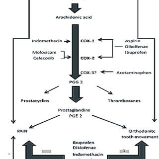 Mechanism of action of NSAIDs in tooth movement resulting from ...