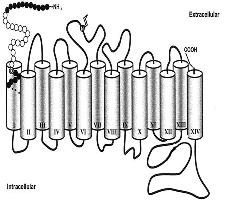 3 Tentative Secondary Structure Model Of Hsglt1 Hsglt1 Consists Of 14