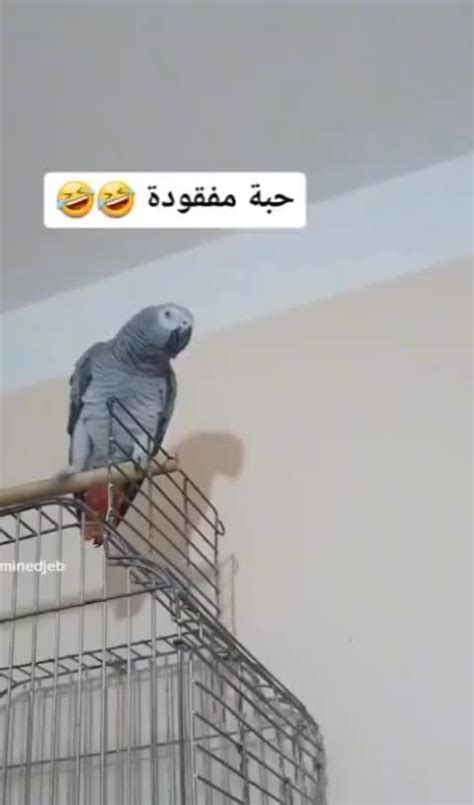 de bilal ch  bilalchliglem avec alsot alasly bilal ch tiktok