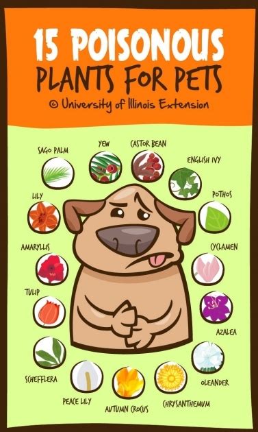 GARDENING-What to Plant Where to Keep Your Dog Safe!