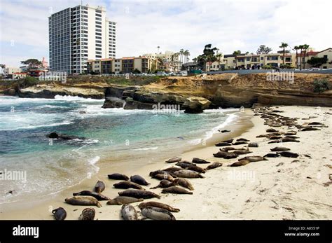 Seal Pups And Females Hauled Out On The Beach At La Jolla California