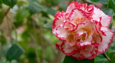 Camellia Varieties: 23 Different Types of Camellia You'll Love