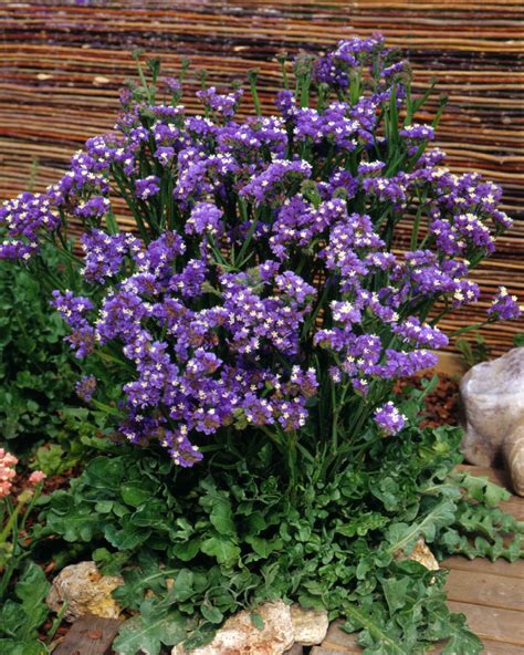 STATICE LIMONIUM Sinuatum Forever Blue Muller Seeds