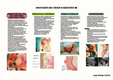 Res Menes De Hernia Umbilical Descarga Apuntes De Hernia Umbilical